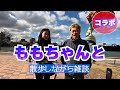 Vol424 モモちゃん散歩しながら雑談　コラボ