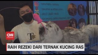 Raih Rezeki Dari Ternak Kucing Ras