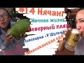 #14 Нячанг, февраль 2020. Ночная жизнь Нячанга. Едем на Северный пляж. Пивоварня «У Шульца». Кактус