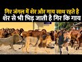 शेर से भिड़ने वाली गाय #Gircow 👍 Gir Jungle की यात्रा और सारे राज का खुलासा👌