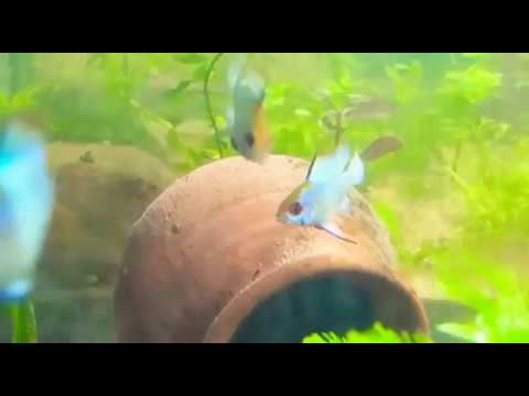 aquarium plants Electric blue ramirez laying eggs - Super excited - fish room update