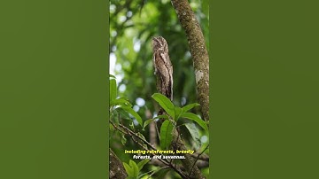 The Ugly One, Clever Disguise As A Tree Trunk [5 Facts About The Potoo Bird] #shorts