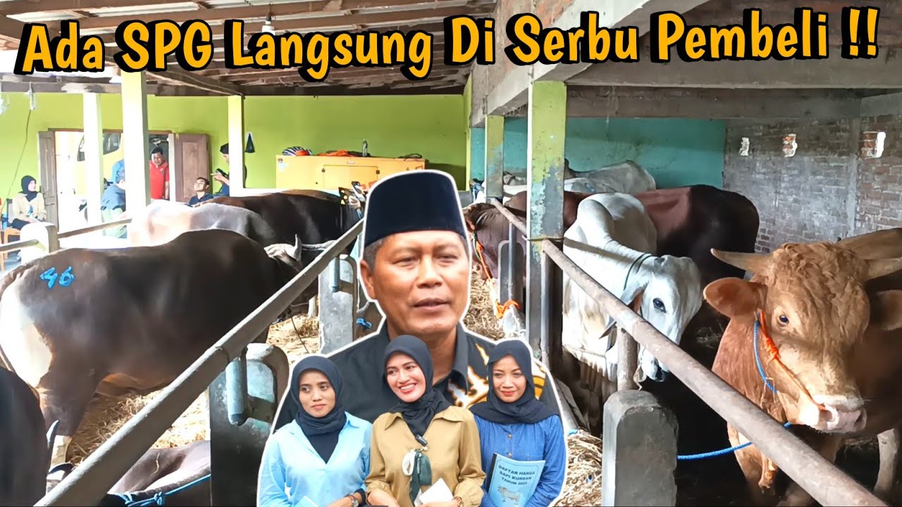 Pusat Sapi Qurban Murah Kandang Pak Olan Hadirkan Layanan SPG Laris ...