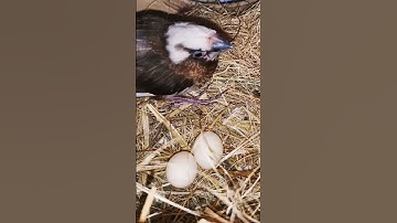 fostering pair for java #fostercare #foster #eggs #baby #chick #java #bengalise