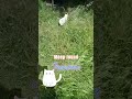 Cat Walkies Bday Stream #catstream #irlstream #grutube #catdad #catlife #feelgood #cutecat #meowmeow