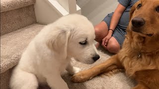 Golden Retriever Puppy Becomes Sad When He Gets Told That He's Too Young to Watch Breaking Bad