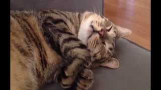Celebrity Funny Cat Twitches While Sleeping. So Aborable Profile