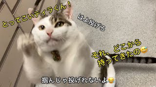 ティラくんと取ってこ〜いして遊びます😁