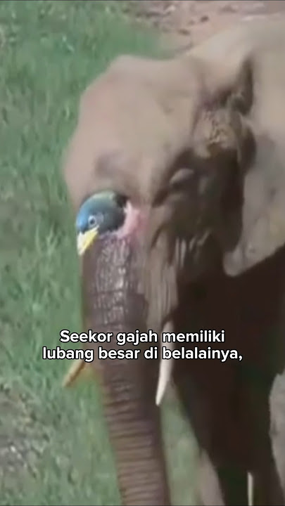 There's a big hole in this elephant's trunk 🐘 #shorts