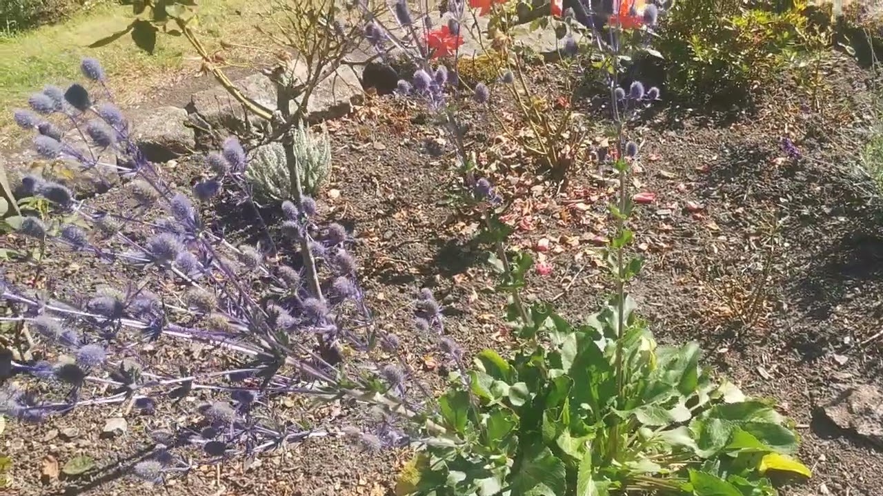 Eryngo or sea holly,  its root tastes like delicacy