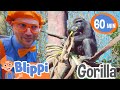 Feeding the Gorrillas | Fun with Blippi! | Blippi Educational Songs for Kids
