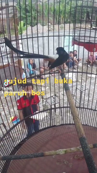murai batu sujud parah
