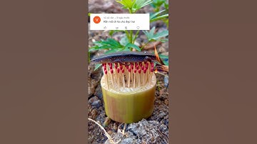 Rắn Mối Nướng Diêm