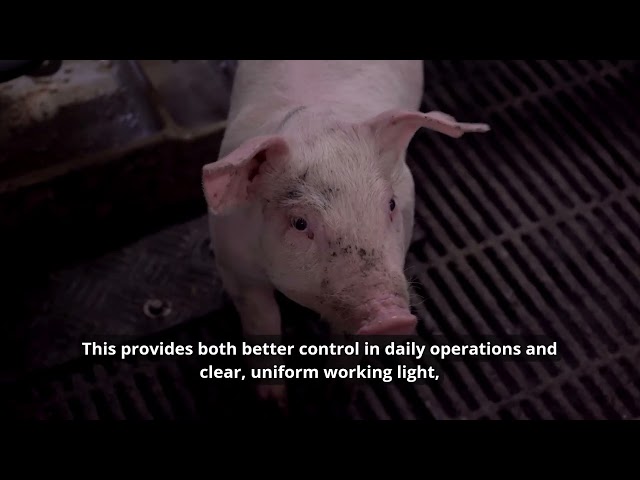 LED lighting for pig houses