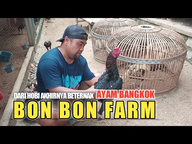 Berawal dari HOBI akhirnya BETERNAK Ayam Bangkok! #bonbonfarm #ayambangkok class=