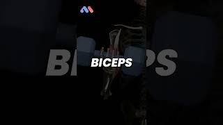 Think biceps are only in your arms? Think again! 💪🦵
When you hear “biceps,” you probably picture that classic arm flex, the ultimate symbol of strength. But here’s the twist: there’s another biceps in your body, and it’s not even in your arms!
The word biceps comes from Latin:
👉 bi means “two”.
👉 ceps means “heads”.
That’s right, biceps literally means two heads.
In your arms, the biceps brachii flex your elbow and help you lift.
In your legs, the biceps femoris, part of your hamstrings, flexes your knee and drives your stride.
Two muscles, two locations, one brilliant design. ⚡
So next time someone says “biceps,” ask them, “Which one?” 😉
💡 Want to dive deeper into muscle anatomy and movement?
Check out the Muscle & Motion Strength Training App — link in bio! Think biceps are only in your arms? Think again! 💪🦵