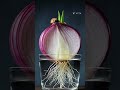 7 Days Onion Growing Experiment! 🧅💧 শুধু পানির গ্লাসে পেঁয়াজ রাখলে কি সত্যিই গাছ জন্মায়? #viral