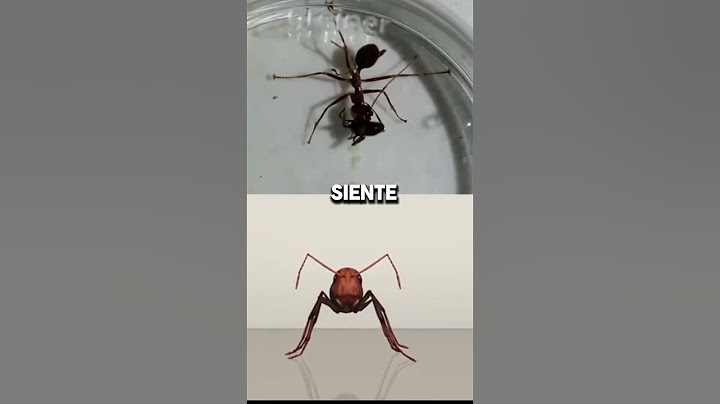 La hormiga que explota: Conoce a la hormiga Colobopsis explodens, que se sacrifica por la colonia 💣🐜