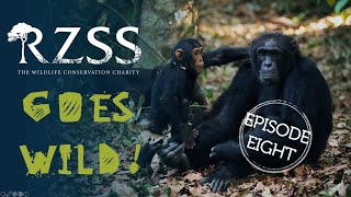 #RZSSGoesWild Episode 8: The chimps of Budongo Forest