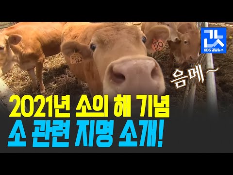 [여기는 <strong>진주</strong>] ‘소’ 관련 경남 지명 96곳…“우직함과 부의 <strong>상징</strong>”
