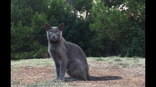 CATS OF CROATIA