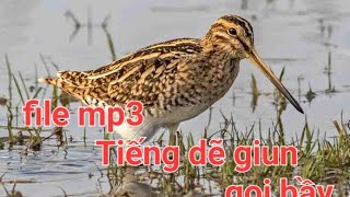 File mp3 tiếng chim dẽ giun gọi bầy - Gallinago gallinago