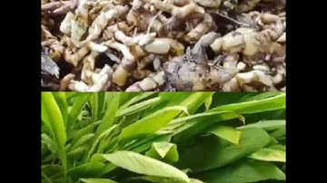 Nơi bán củ nghệ bọ cạp tươi, giá bán giống nghệ bọ cạp