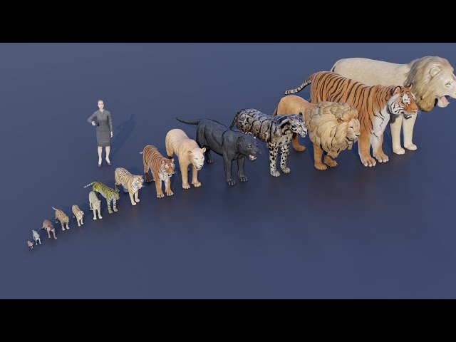 Big Cat size comparison  | Tiger VS Lion #animals class=