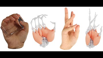 [SIGGRAPH2022] NIMBLE: A Non-rigid Hand Model with Bones and Muscles