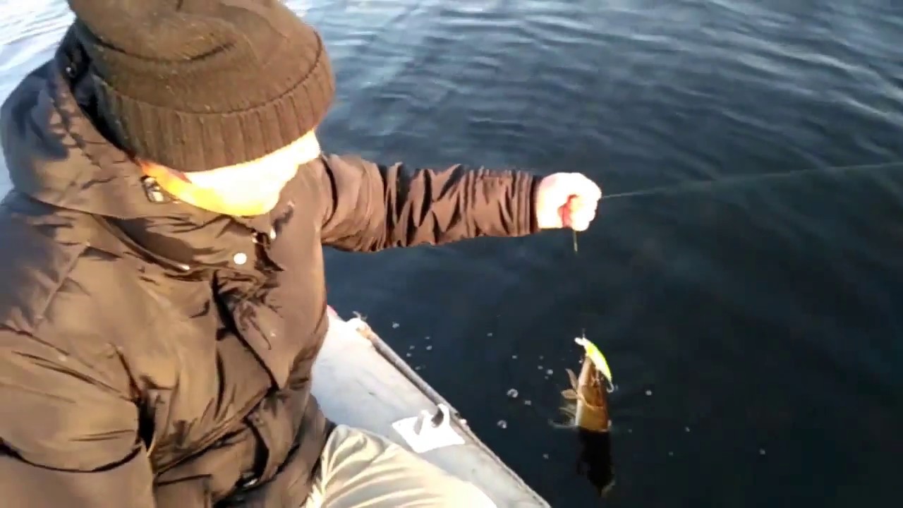 Ловля щуки на Лбище.Река Волга.ЖОР ЩУКИ!