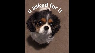 Dog's Cute&Funny Reactions by Isabelle The Cavalier 1,450 views 1 year ago 53 seconds