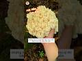 Hái Nấm Rừng Tươi Mơn Mởn | Nấm Đầu Khỉ &amp; Nấm Sò Vàng  #mushroomforaging #háinấm
