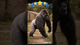 Huge Silverback Gorilla Running Upright #gorilla #silverback #shabani #trending #fypシ゚