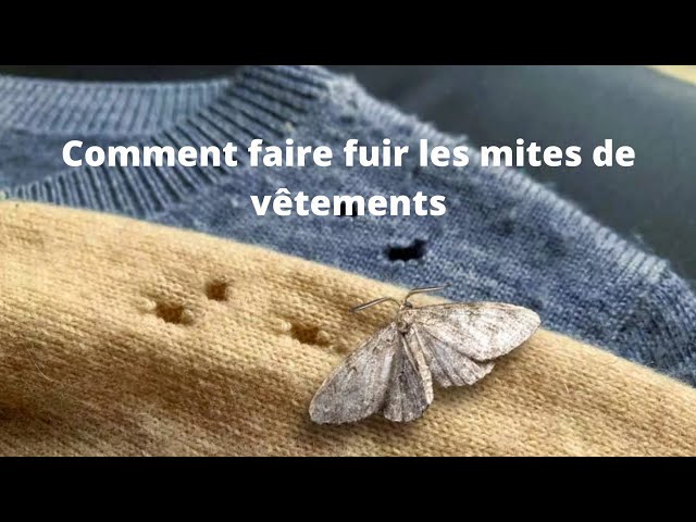 Mites et vêtements - Comment s'en débarrasser 