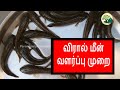 விரால் மீன் வளர்ப்பு முறை / Murrel Fish Farming in Tamil