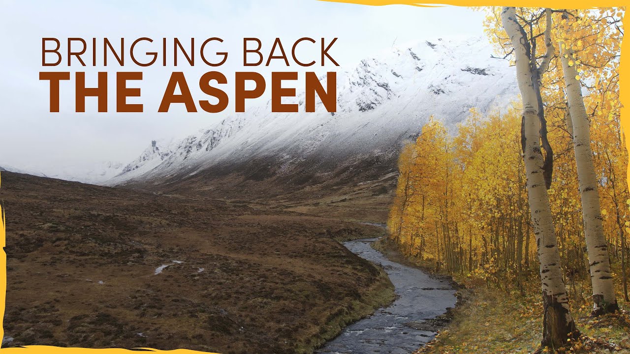 ⁣Bringing Back the Lost Aspen Forests of Scotland