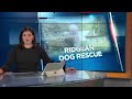 Activist urges mass dog rescue at Ridglan Farms as company alerts authorities