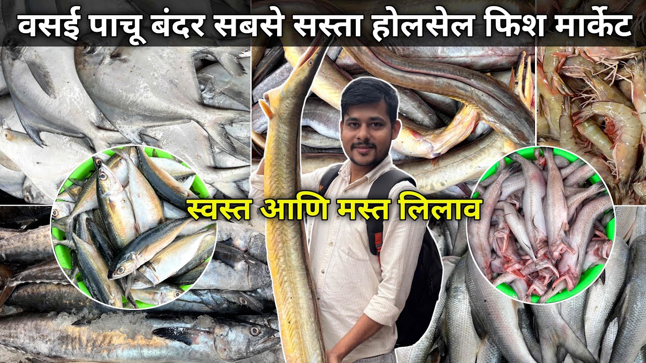 Vasai Fish Market | Fish Market | Fish Market Vasai | Wholesale Fish Market In Mumbai | Pachu Bandar