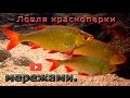 Ловля красноперки мережами.  Catching rudd trammel.