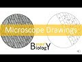 Common Errors in Microscope Drawings
