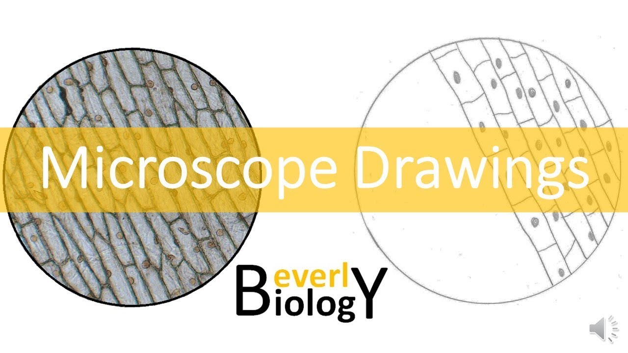 Match Each Description with the Correct Structures [Diagram Guide ...
