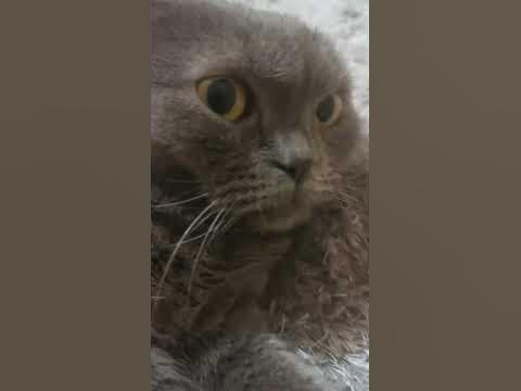 Кіт шипить - YouTube