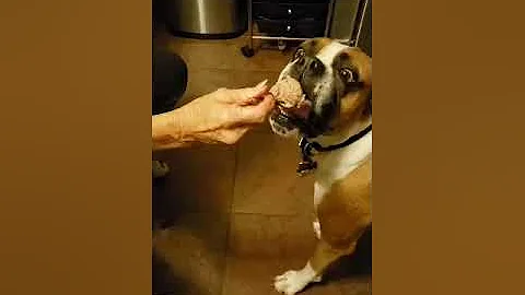 Buzz likes to be spoon fed!