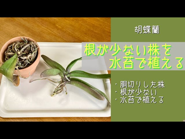 April 27, 2025 Phalaenopsis: The upper part of the plant that has
