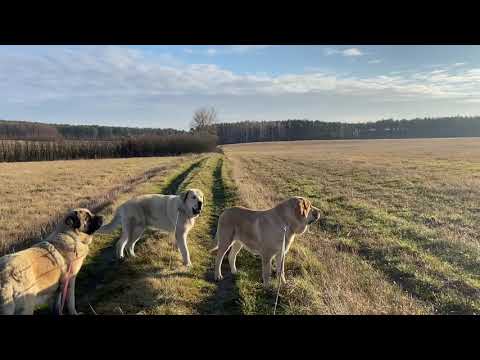 Video: Spanish Mastiff Aub Yug Hypoallergenic, Noj Qab Haus Huv Thiab Lub Neej Span