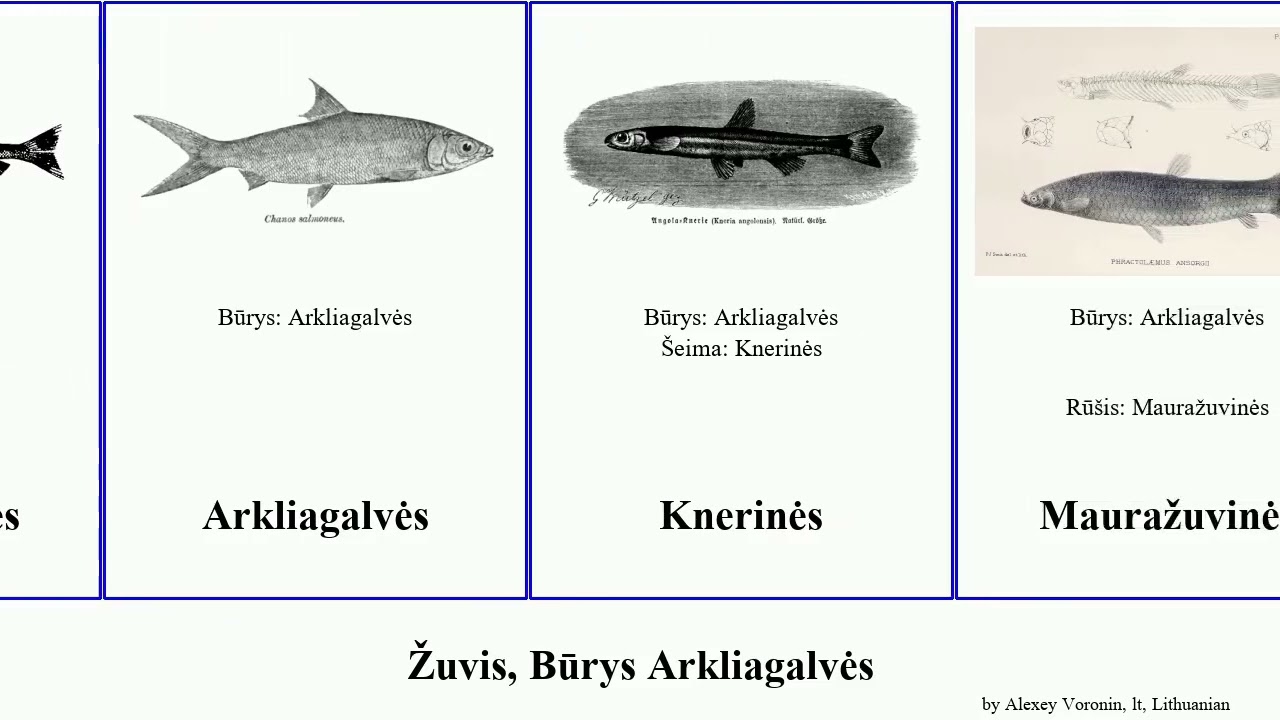 Žuvis, Būrys Arkliagalvės fish pan josh Pienžuvinės Knerinės Gonorynchiformes Guitar House