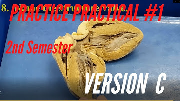 A&P PRACTICE PRACTICAL: 2nd Semester Practice Practical #1 Version C