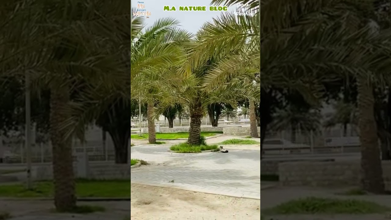 Beautiful wind sound