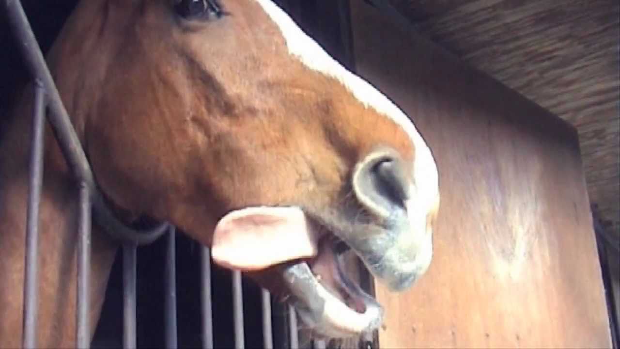 Horse Brushing his Teeth!!!! YouTube
