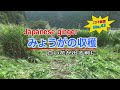 【家庭菜園】みょうがの収穫 こびそ農園 No,43　2020.9.11